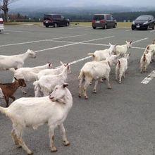 駐車場を横切るヤギ