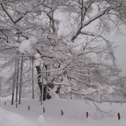 雪飾りの桜の木