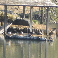 船着き場の傍にある臥龍石です。水鳥が多数います。