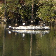 中の島の西側にある臥龍石です。龍の背中に見えるとのことです。
