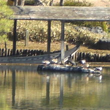 中の島の船着き場の傍の臥龍石です。船着き場の船も見えます。