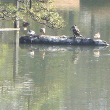 中の島の西側に龍の背とされる臥龍石が、水面に見えています。