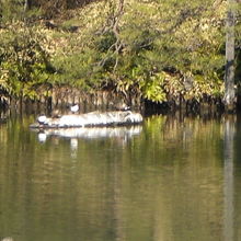 龍の背中に見える臥龍石が、中の島の西側に頭を出しています。