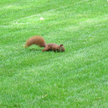 かわいいリスも見かけました
