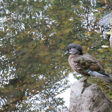 ぼんやり鳥を眺めてすごす時間も贅沢だなと思いました