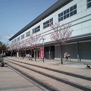 桜の季節の小松駅