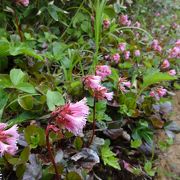 花いっぱいの登山！