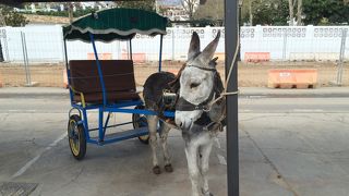 ミハスの観光交通機関