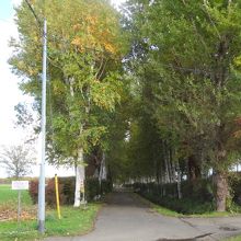 並木道の入り口