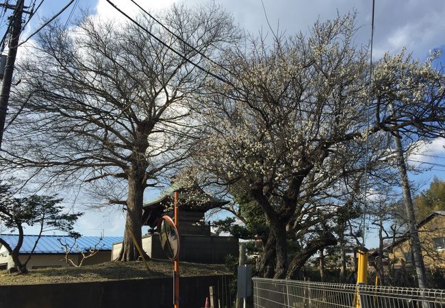 歴史ある神社だけど…