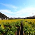 お祭りが始まる前に。菜の花畑独占！