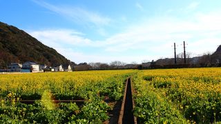 お祭りが始まる前に。菜の花畑独占！