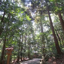 深い森の中にあります