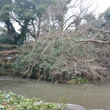 橋が見えます。池にせり出した枝垂れ桜の枝