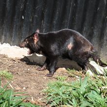 タスマニアデビルはかなりの数がいます