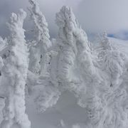 ロープウェイ山頂の樹氷が見事です！