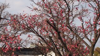 梅も少し咲いていた