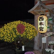 菊が飾られていました