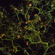 豆粒のような柿