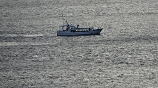 天然の鯛を観ることができます。