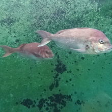 水槽があって鯛が泳いでいました。