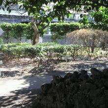 南側の区画には、解説とともに、各種の植物が植えられています。