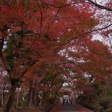 石段と紅葉が美しい