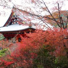 紅葉が美しい