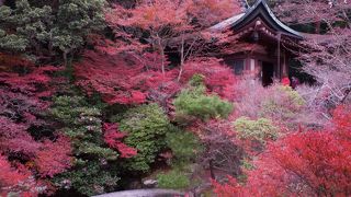 京都市内でも紅葉が遅いしまだ空いているのでお勧めです