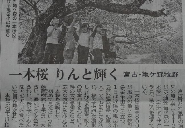 亀ヶ森の一本桜 クチコミ アクセス 営業時間 宮古 フォートラベル