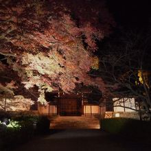 ライトアップされて綺麗でした