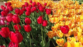 チューリップフェアでした