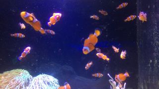 芦ノ湖のほとりの水族館