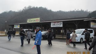 野生と飼育されたのが両方見られた