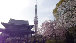 桜と増上寺