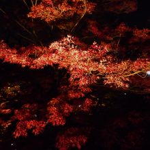 紅葉ライトアップ