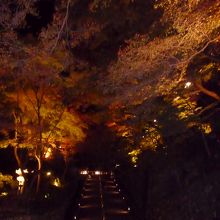 人が歩けないようになっているところの方がきれい