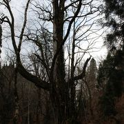 芦生杉の大木