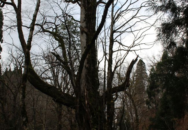 芦生杉の大木