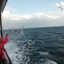 カモメに餌をあげる乗客