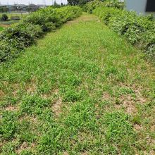 堤の上です。結構幅がありますね。