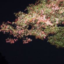 紅葉が始まったところ