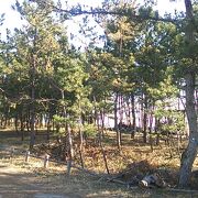 入野県立自然公園の中にある松原