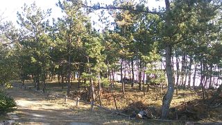 入野県立自然公園の中にある松原