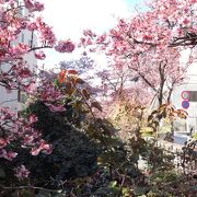 熱海桜が綺麗でした！