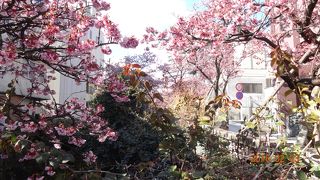 熱海桜が綺麗でした！