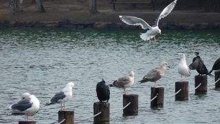 ２月中旬からは梅が咲きそうです。中島の散歩をするといろいろな鳥が見られます。