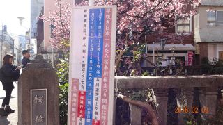 日本一早咲きの熱海桜