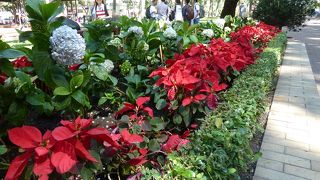 野糞しているおばさん発見