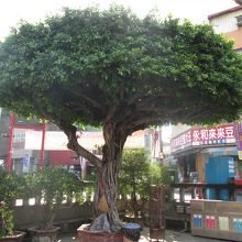 境内にあります